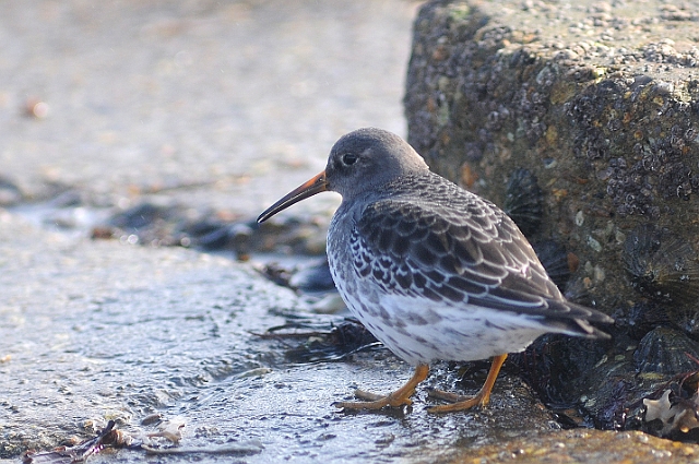purple sandpiper, purple sandp-6.jpg - PURPLE SANDPIPER - SOUTHSEA CASTLE - 4.2.09
